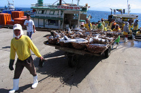 Hired CPAs Relevance to Davao Fishing Industry