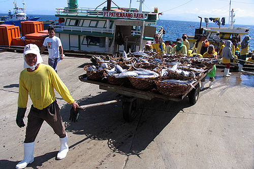 Hired CPAs Relevance to Davao Fishing Industry
