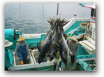 Certified + Public + Accountant + Davao